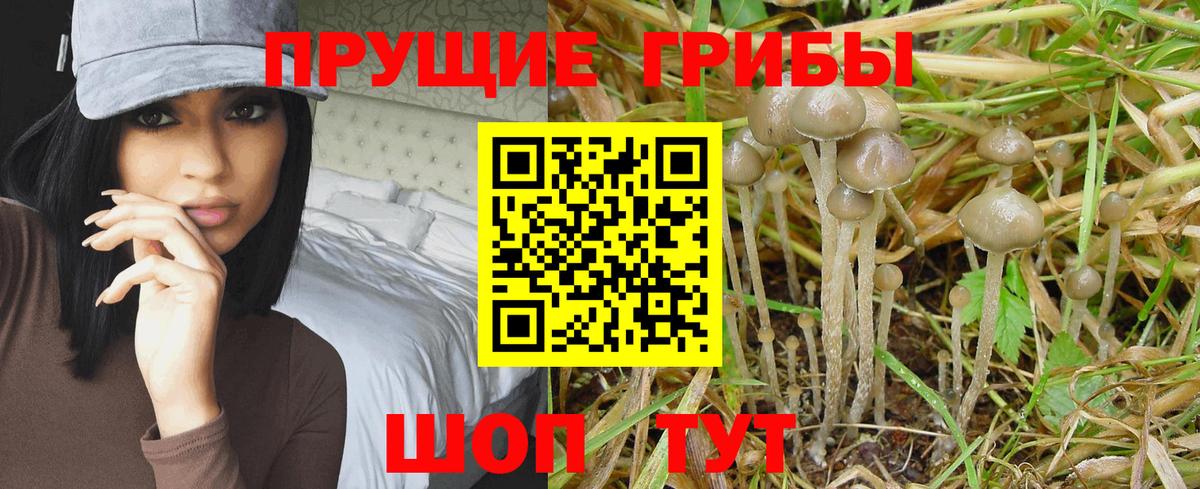 Псилоцибиновые грибы GOLDEN TEACHER Троицк